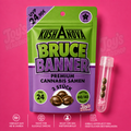 Bruce Banner Auto – 3 Premium Cannabissamen