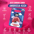 Holy Hemp Ambrosia Kush – Feminisierte Cannabis Samen (3 Stück)